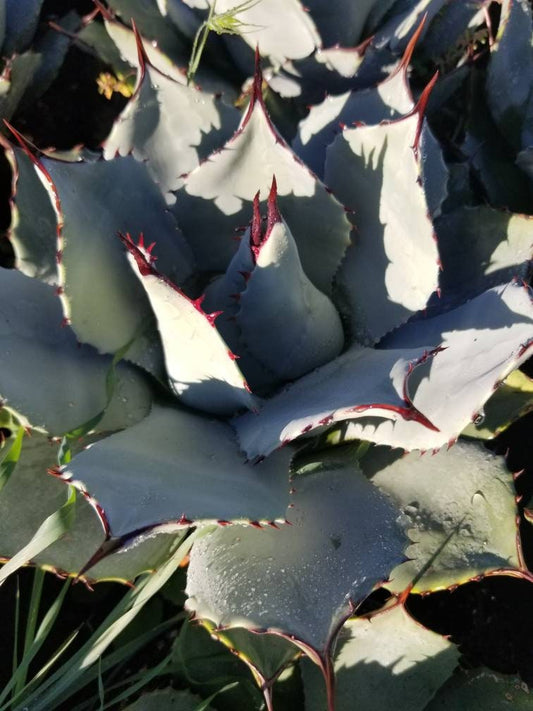 Agave Parryi - Beaultiful Desert Plants 