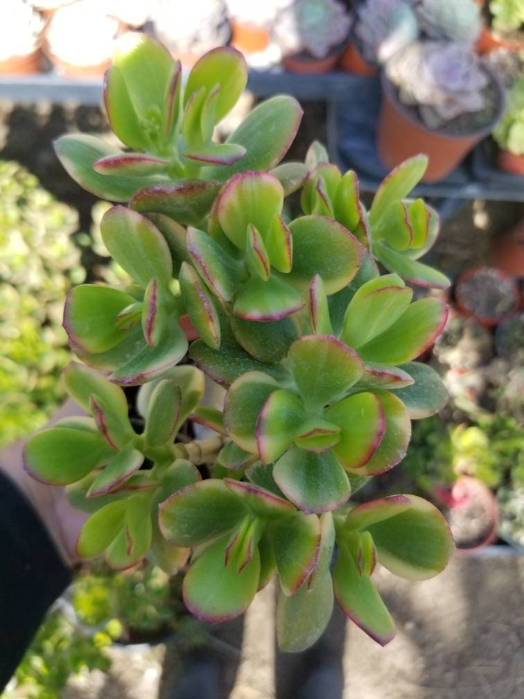 Crassula Ovata Jade "Lemon & Lime" - Beaultiful Desert Plants 