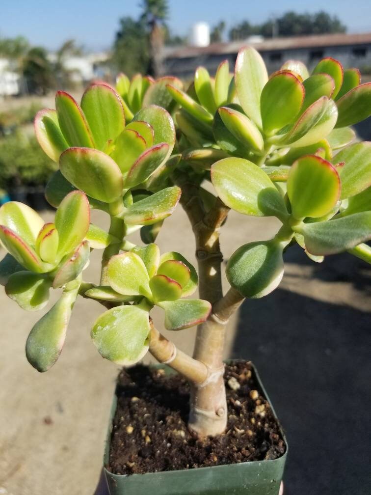 lemon lime jade plant Crassula ovata cv. Lemon & Lime 5 Plants