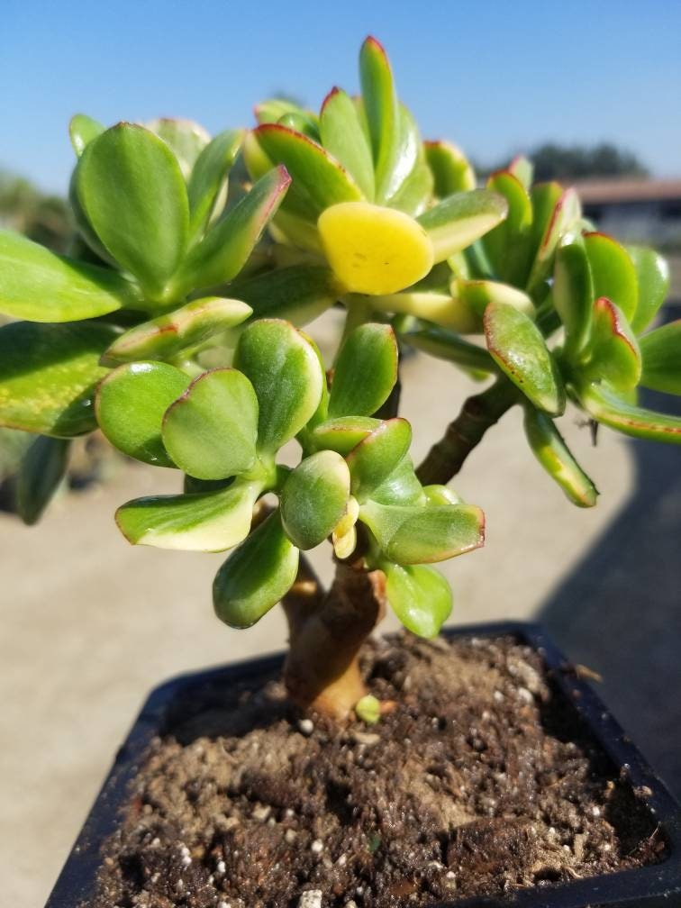 lemon and lime jade plant Crassula ovata cv. Lemon & Lime 5 Plants