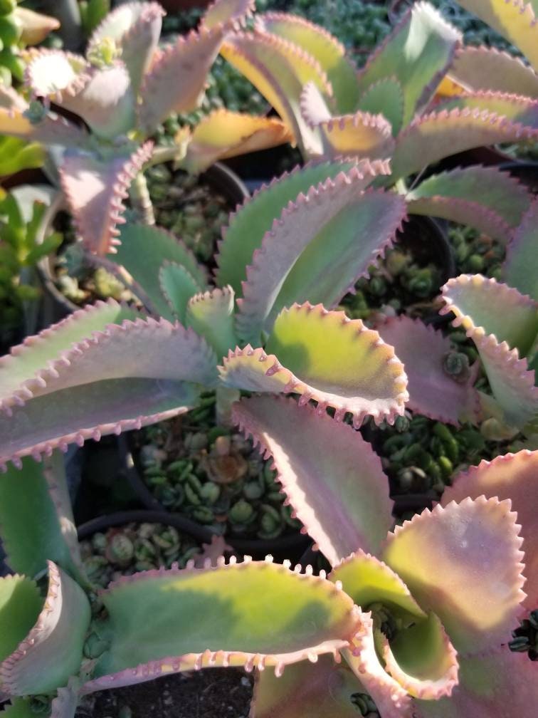 succulent mexican hat Kalanchoe daigremontiana 'Mother of Thousands' (4")