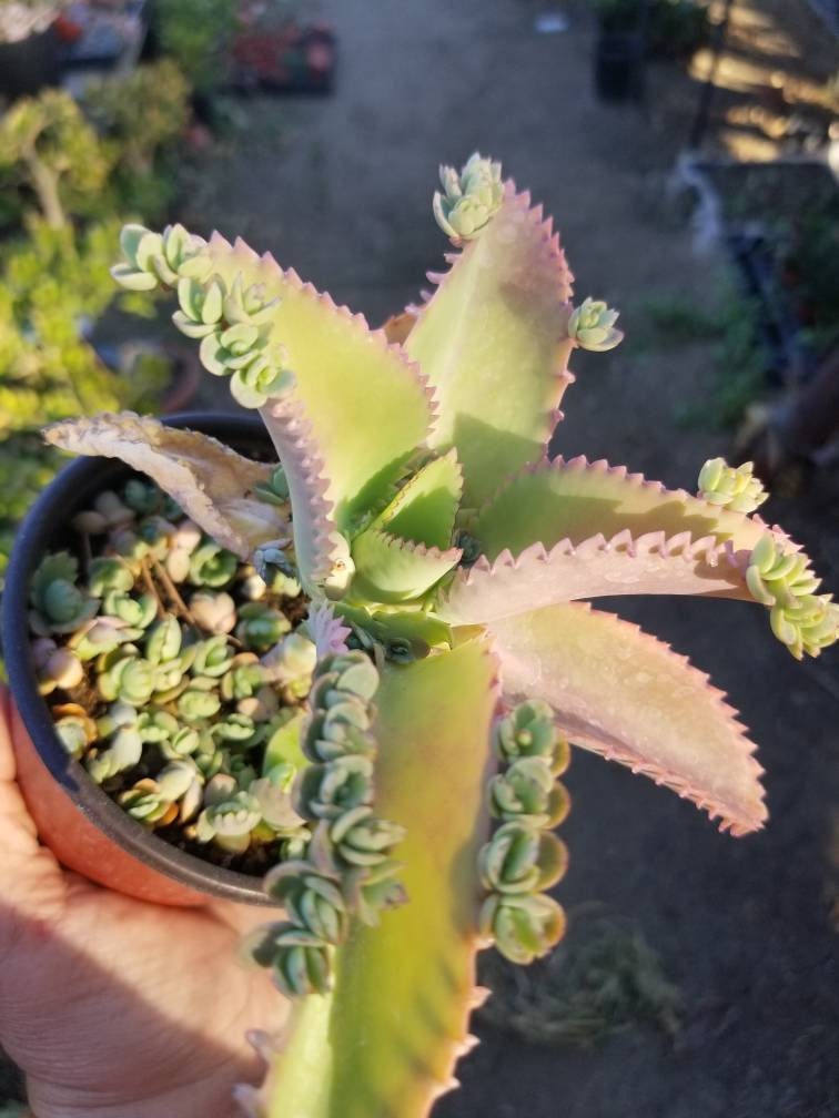 mexican hat succulent care Kalanchoe daigremontiana 'Mother of Thousands' (4")