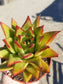 Echeveria Agavoide Lipstick  (4" Pot) - Beaultiful Desert Plants 