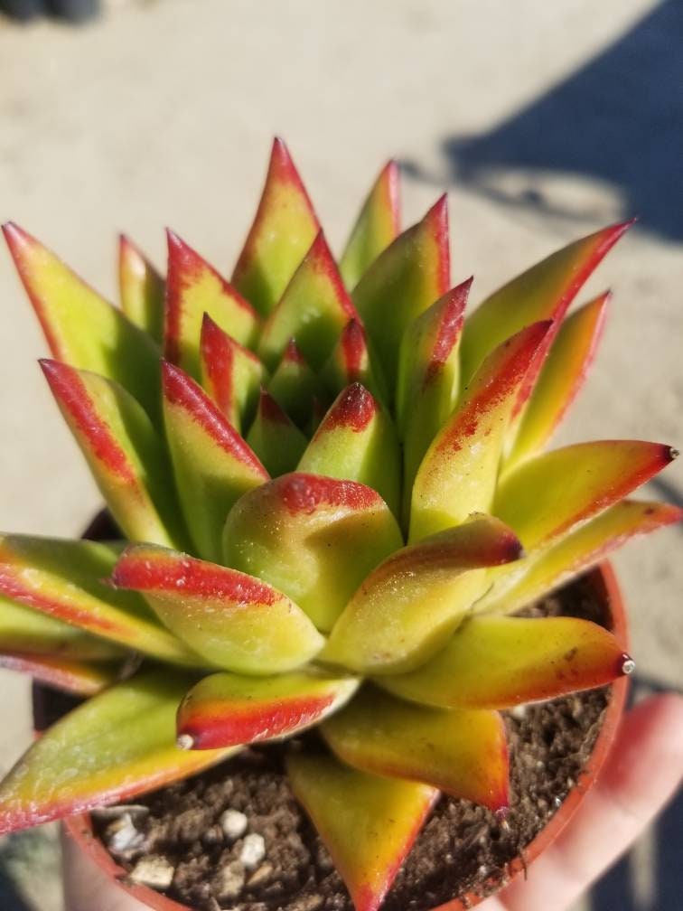 Echeveria Agavoide Lipstick  (4" Pot) - Beaultiful Desert Plants 