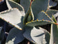 Agave Pygmae "Dragon's Toes" - Beaultiful Desert Plants 