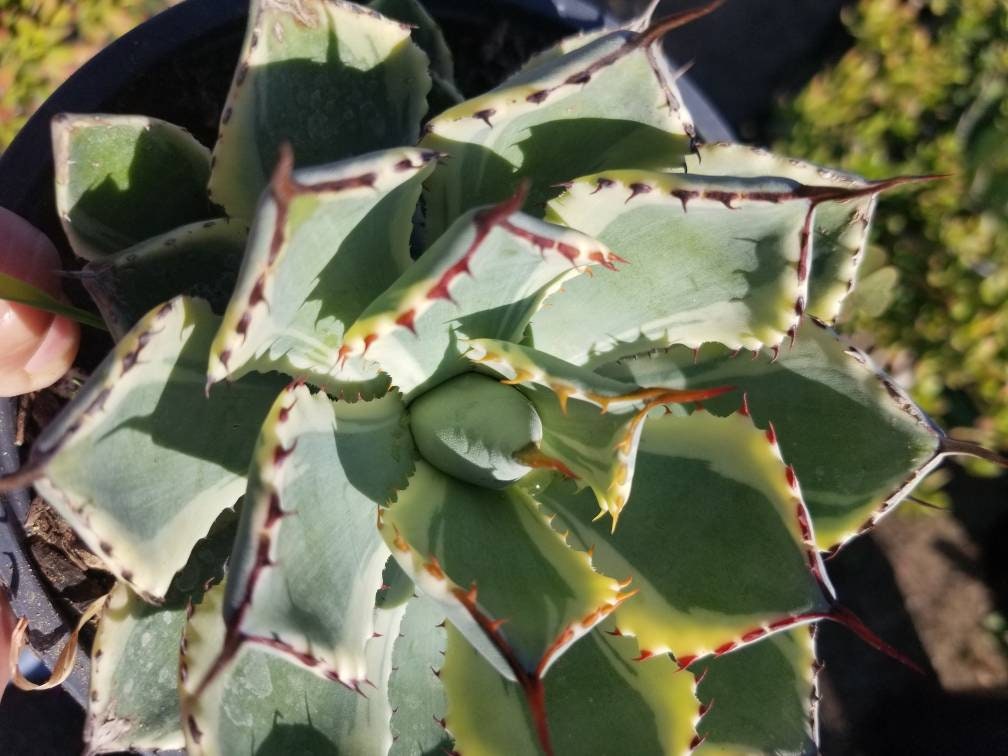 Agave Kissho Kan - Beaultiful Desert Plants 