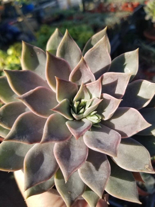 Graptopetalum Rusbyi (4" pot) - Beaultiful Desert Plants 