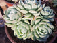 Echeveria Elegant "Mexican Snowball" - Beaultiful Desert Plants 