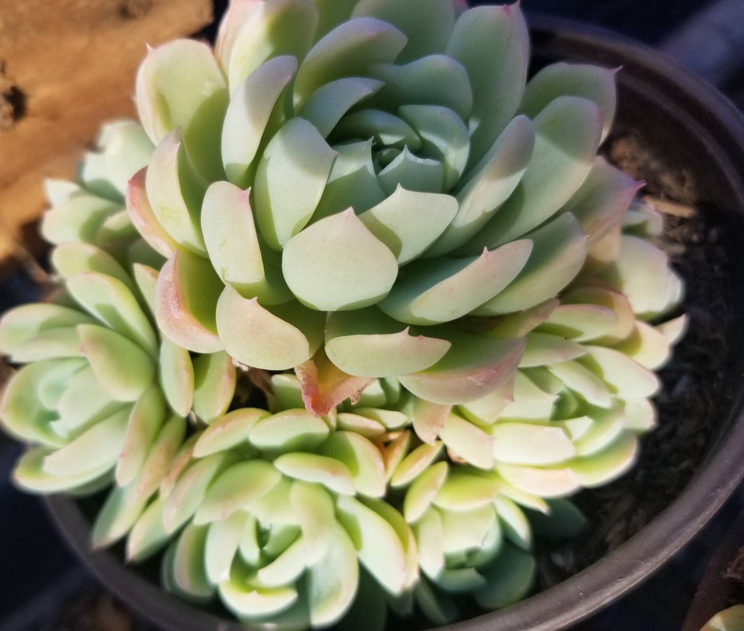 Echeveria Elegant "Mexican Snowball" - Beaultiful Desert Plants 