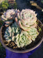 Echeveria Elegant "Mexican Snowball" - Beaultiful Desert Plants 