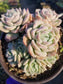 Echeveria Elegant "Mexican Snowball" - Beaultiful Desert Plants 