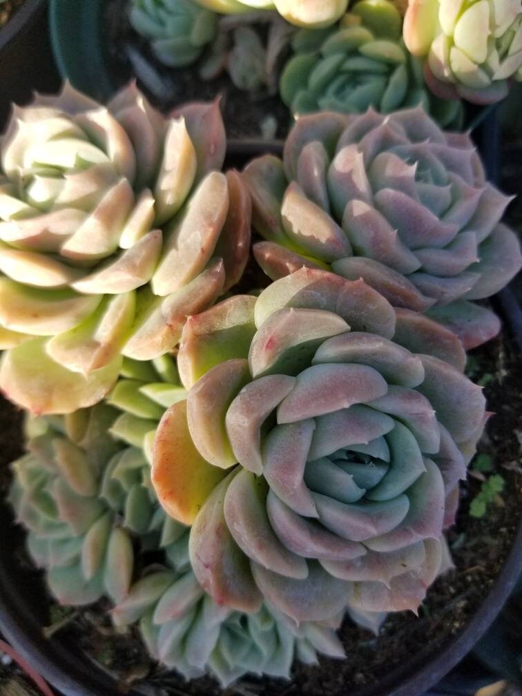 Echeveria Elegant "Mexican Snowball" - Beaultiful Desert Plants 