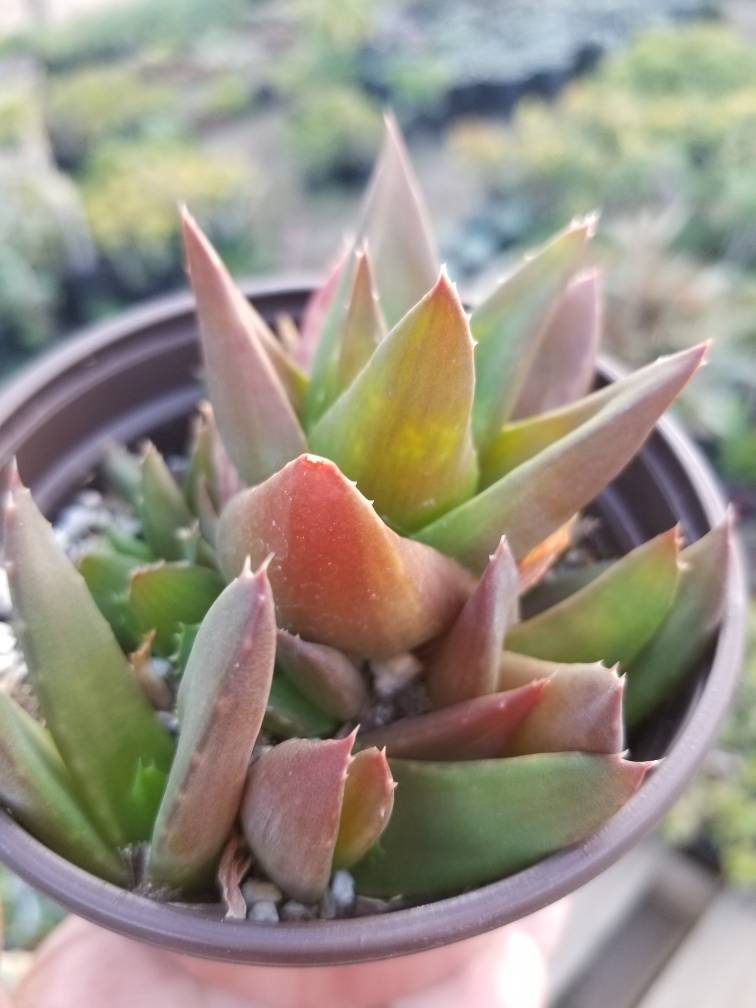 aloe black gem succulent Aloe Black Gem (4" Pot) – Beaultiful Desert Plants