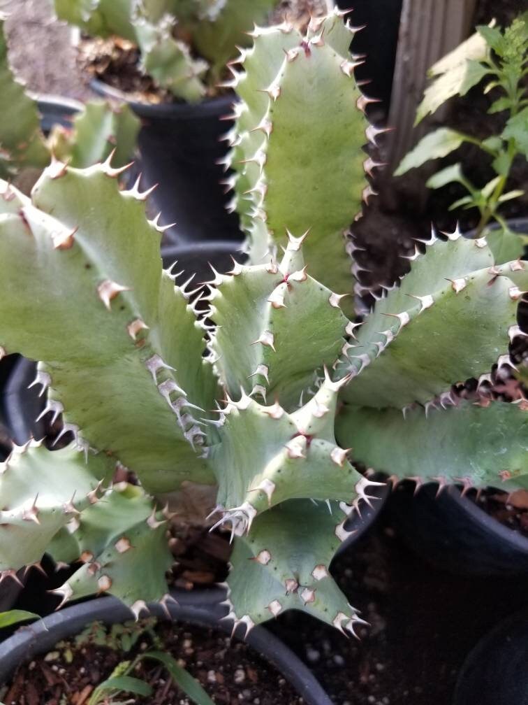 Euphorbia Resinifera - Beaultiful Desert Plants 