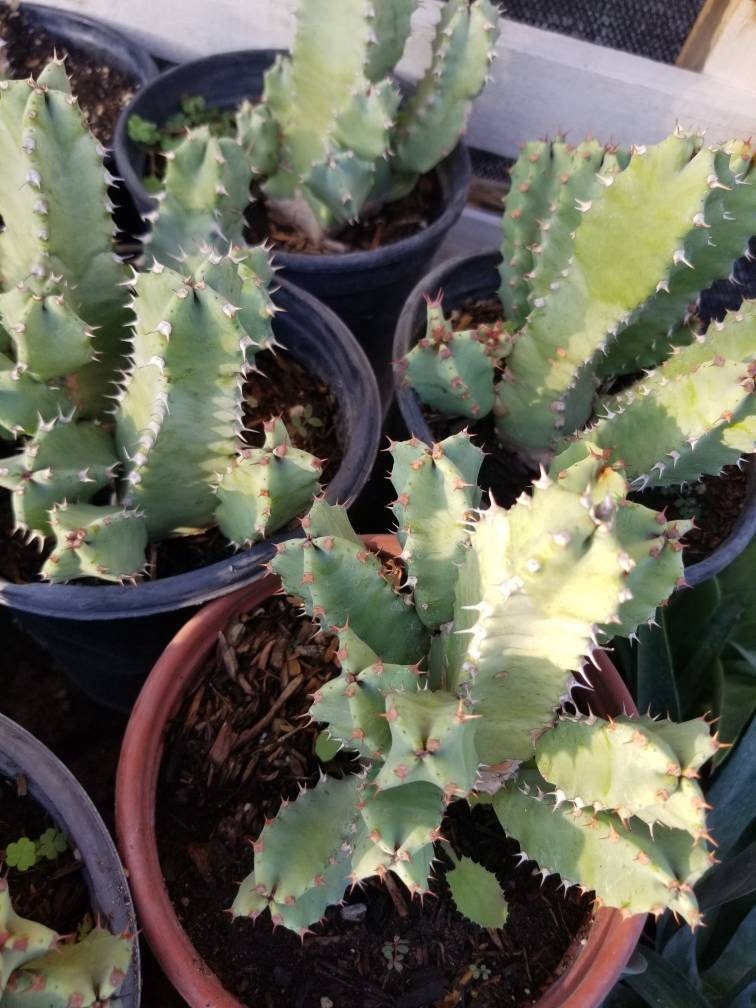 Euphorbia Resinifera - Beaultiful Desert Plants 