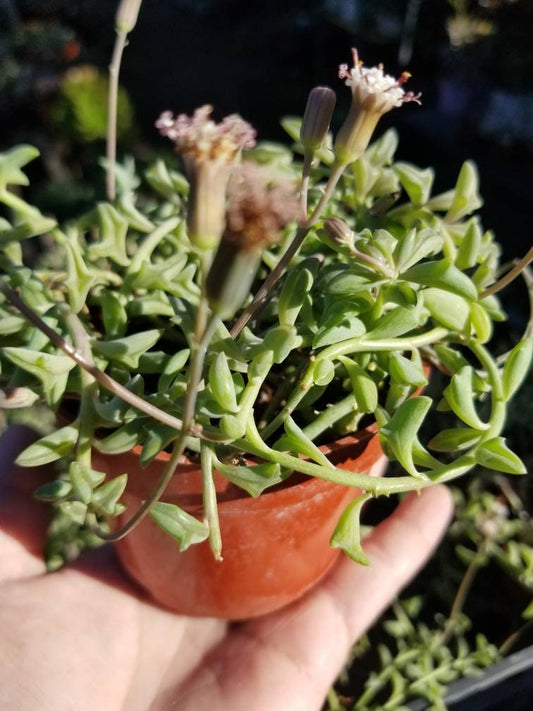 Strings of Dolphins (4" Pot) - Beaultiful Desert Plants 