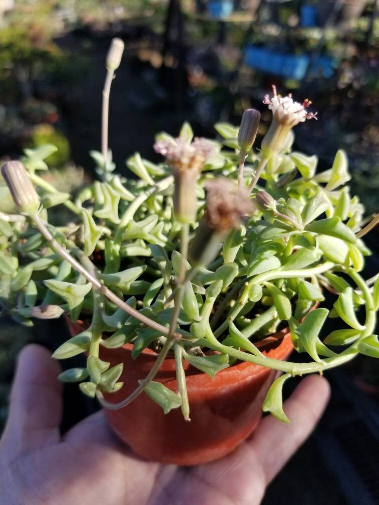 dolphin succulents buy Strings of Dolphins (4" Pot)