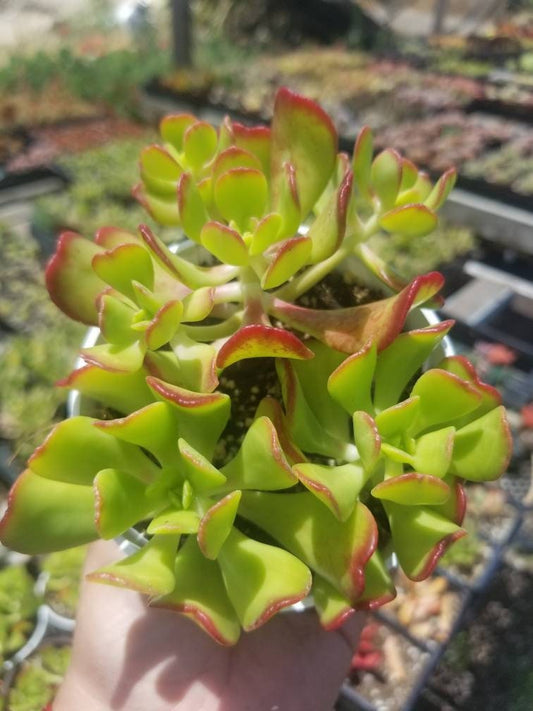 Sedum Dendroideum (4" pot) - Beaultiful Desert Plants 