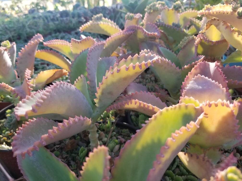3 mother of thousands kalanchoe daigremontiana mexican hat plant succulent Kalanchoe daigremontiana 'Mother of Thousands' (4")