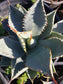 Agave Pygmae "Dragon's Toes" - Beaultiful Desert Plants 