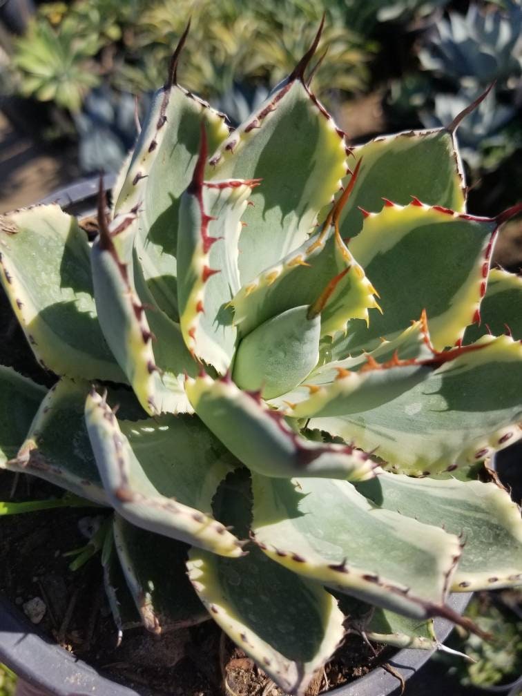 Agave Kissho Kan - Beaultiful Desert Plants 