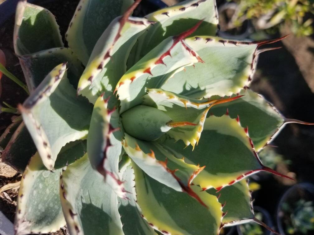 Agave Kissho Kan - Beaultiful Desert Plants 