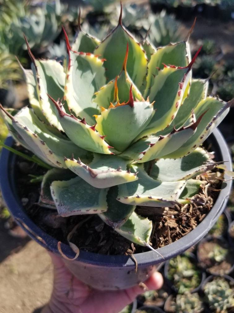 Agave Kissho Kan - Beaultiful Desert Plants 