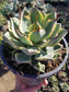 Agave Kissho Kan - Beaultiful Desert Plants 