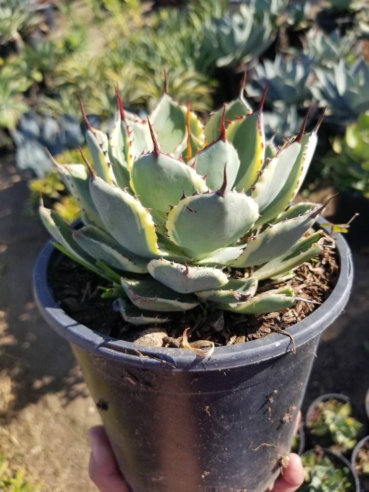 Agave Kissho Kan - Beaultiful Desert Plants 