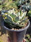 Agave Kissho Kan - Beaultiful Desert Plants 