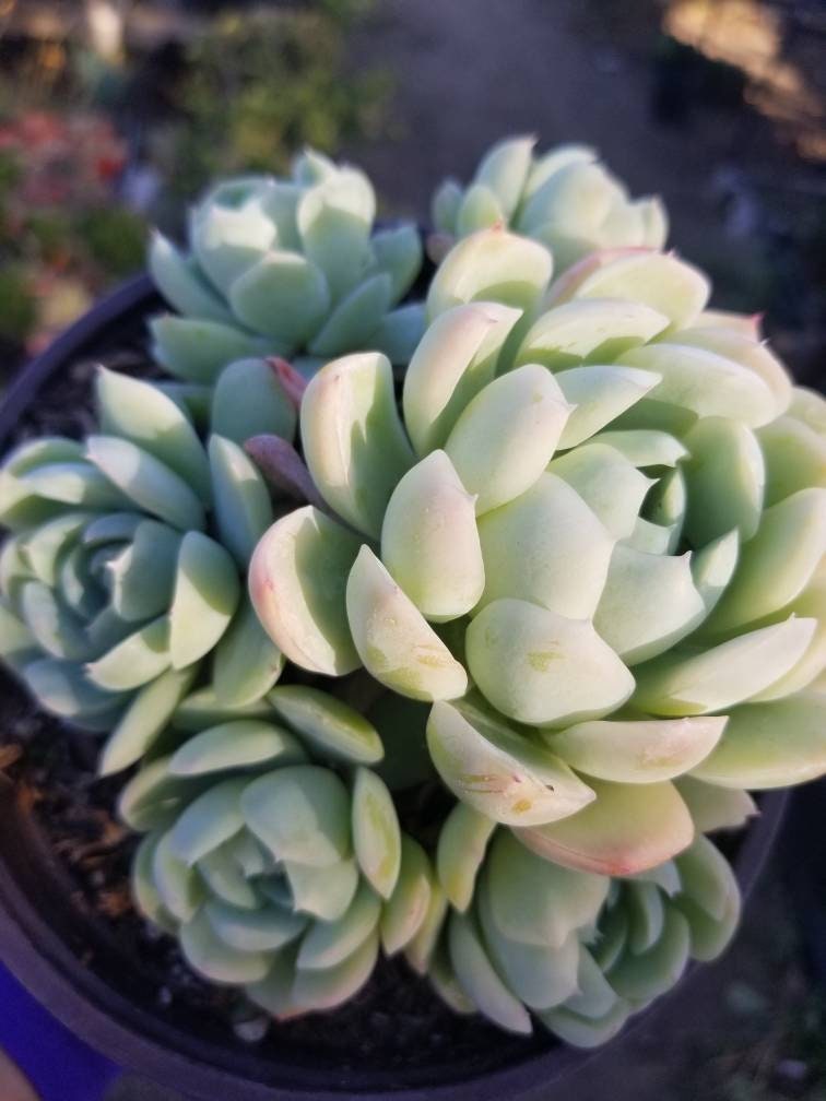 Echeveria Elegant "Mexican Snowball" - Beaultiful Desert Plants 