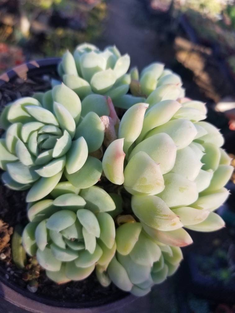 Echeveria Elegant "Mexican Snowball" - Beaultiful Desert Plants 