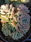 Echeveria Elegant "Mexican Snowball" - Beaultiful Desert Plants 