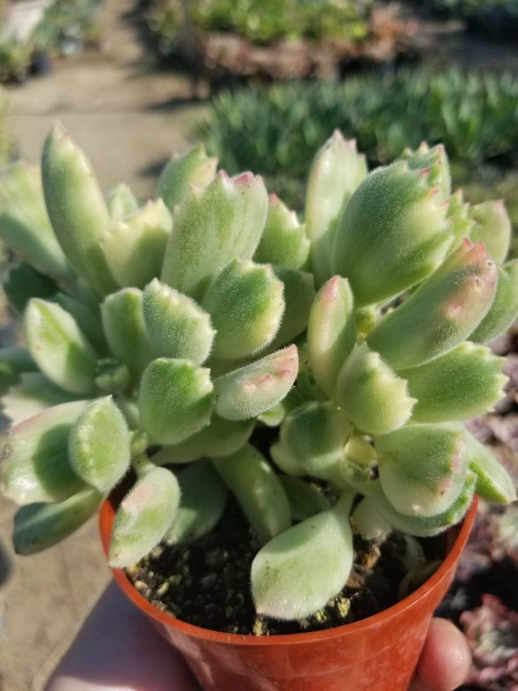 yellow bear paw succulent Variegated Cotyledon Tomentosa "Variegated Bear's Paw" (4" Pot) – Beaultiful Desert Plants