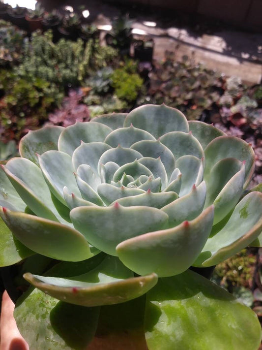 Echeveria Imbricata (4" Pot) - Beaultiful Desert Plants 