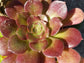 Aeonium Salad Bowl (4"Pot) - Beaultiful Desert Plants 