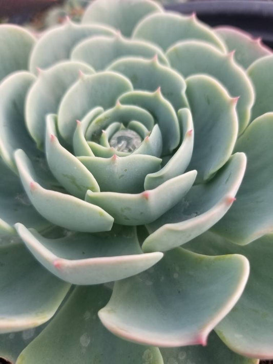 Echeveria Imbricata (4" Pot) - Beaultiful Desert Plants 