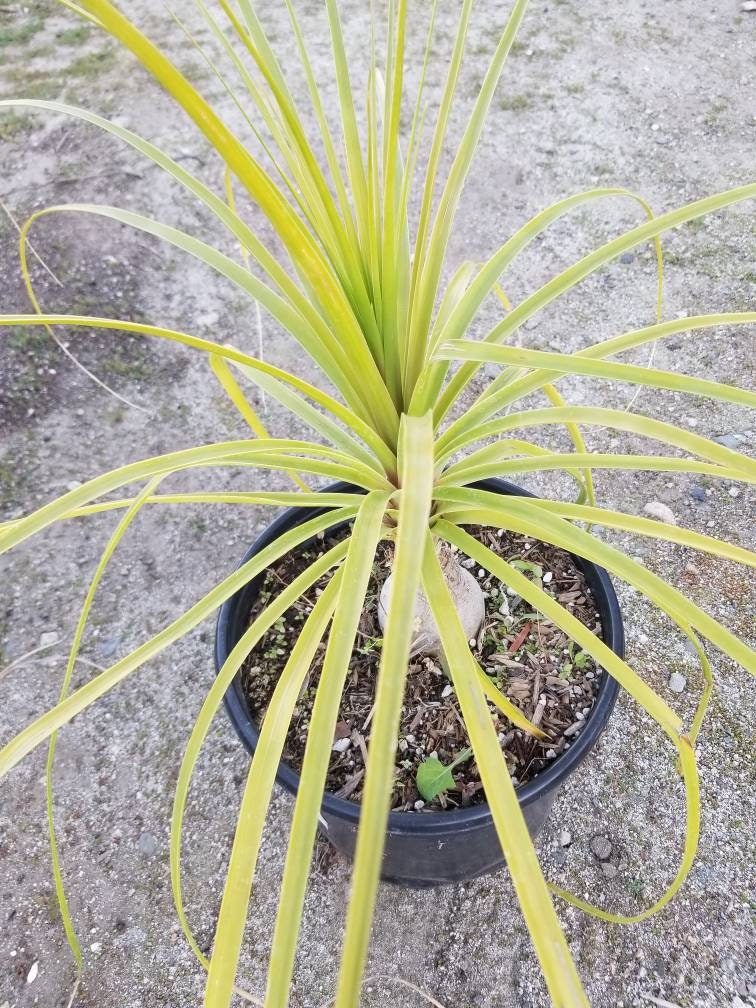 ponytail palm vs elephant foot Ponytail Palm, Beaucarnea Recurvata "Elephant Foot Palm" – Beaultiful Desert Plants