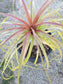 Ponytail Palm, Beaucarnea recurvata 'elephant foot palm" - Beaultiful Desert Plants 