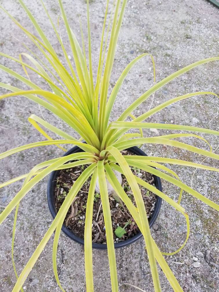 Ponytail Palm, Beaucarnea recurvata 'elephant foot palm" - Beaultiful Desert Plants 