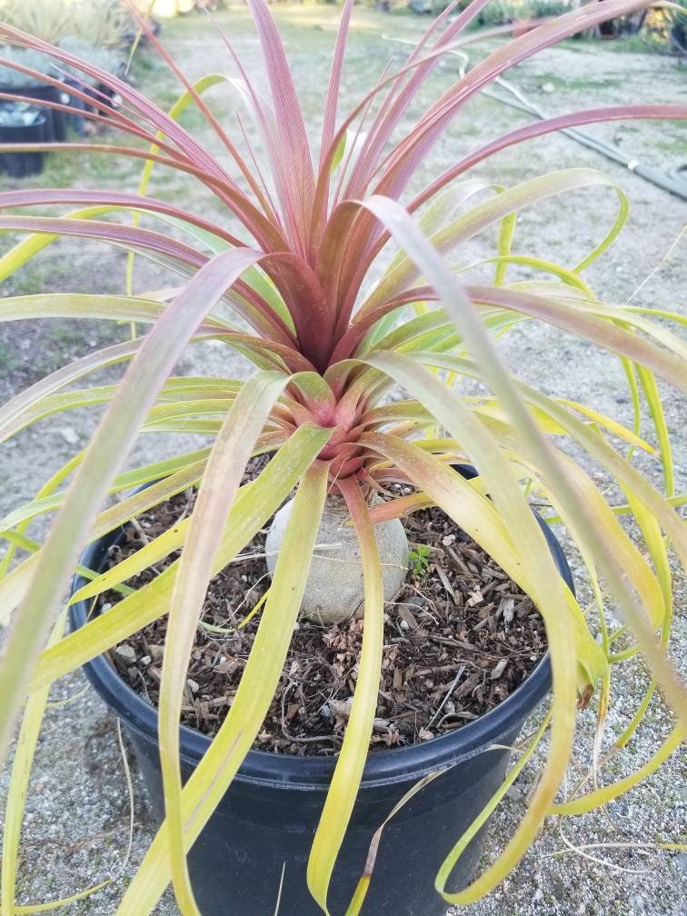 Ponytail Palm, Beaucarnea recurvata 'elephant foot palm" - Beaultiful Desert Plants 