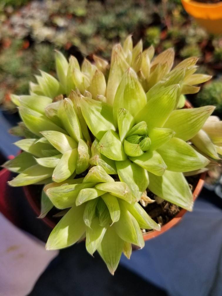 Haworthia Cymbiformis (4" pot) - Beaultiful Desert Plants 