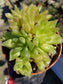 Haworthia Cymbiformis (4" pot) - Beaultiful Desert Plants 