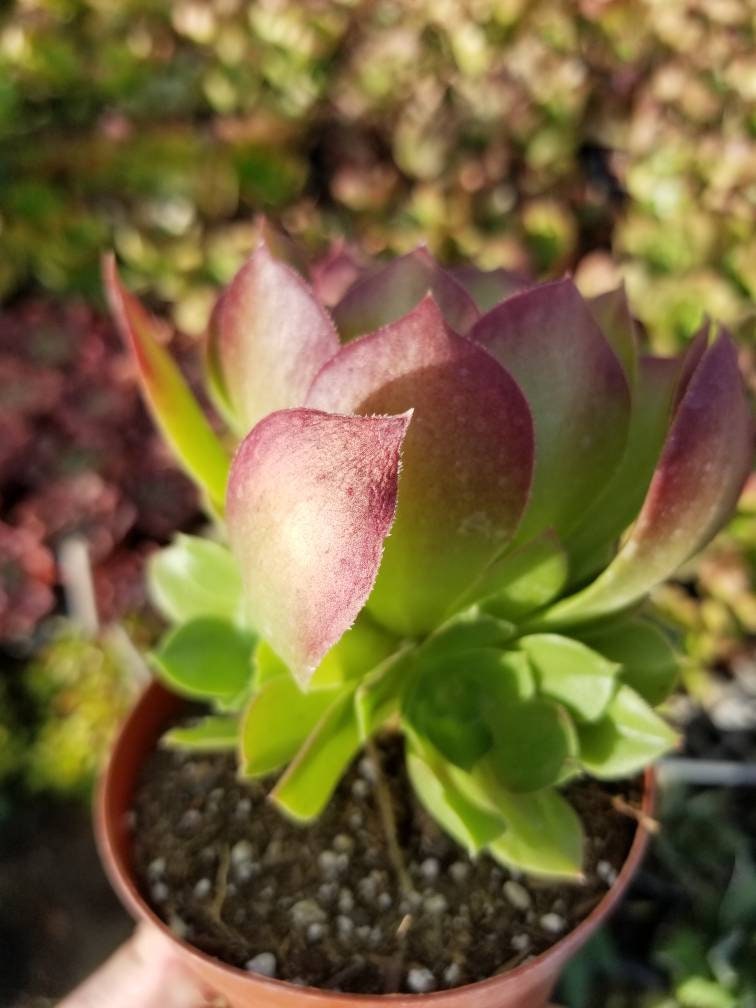 salad bowl succulent Aeonium Salad Bowl (4"Pot) – Beaultiful Desert Plants