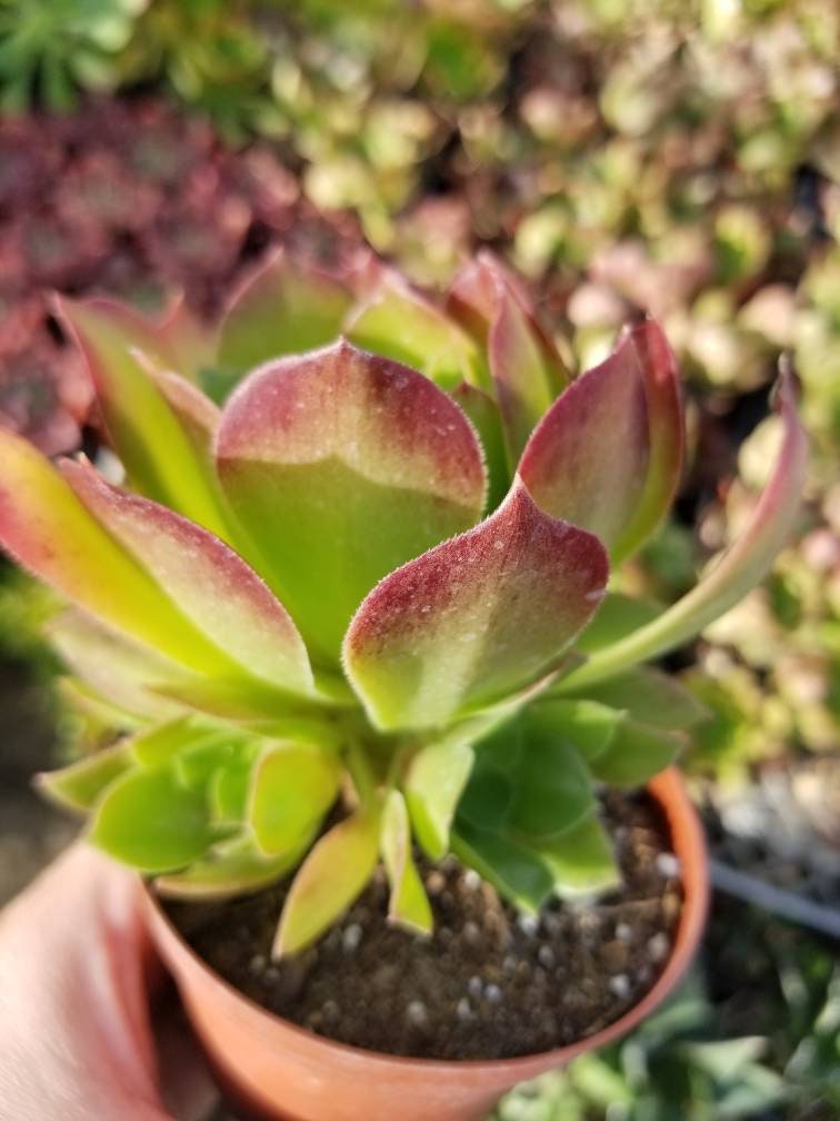 Aeonium Salad Bowl (4"Pot) - Beaultiful Desert Plants 