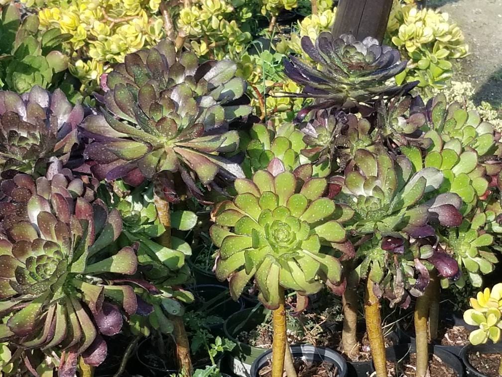 Aeonium Cyclop - Beaultiful Desert Plants 