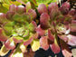 Aeonium Salad Bowl (4"Pot) - Beaultiful Desert Plants 