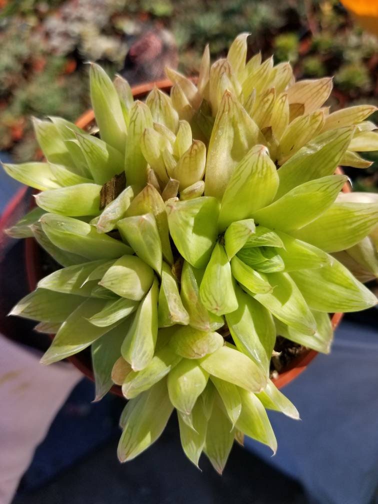 Haworthia Cymbiformis (4" pot) - Beaultiful Desert Plants 