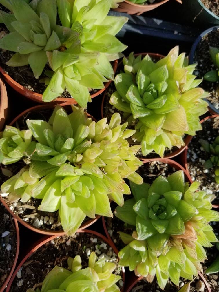 Haworthia Cymbiformis (4" pot) - Beaultiful Desert Plants 