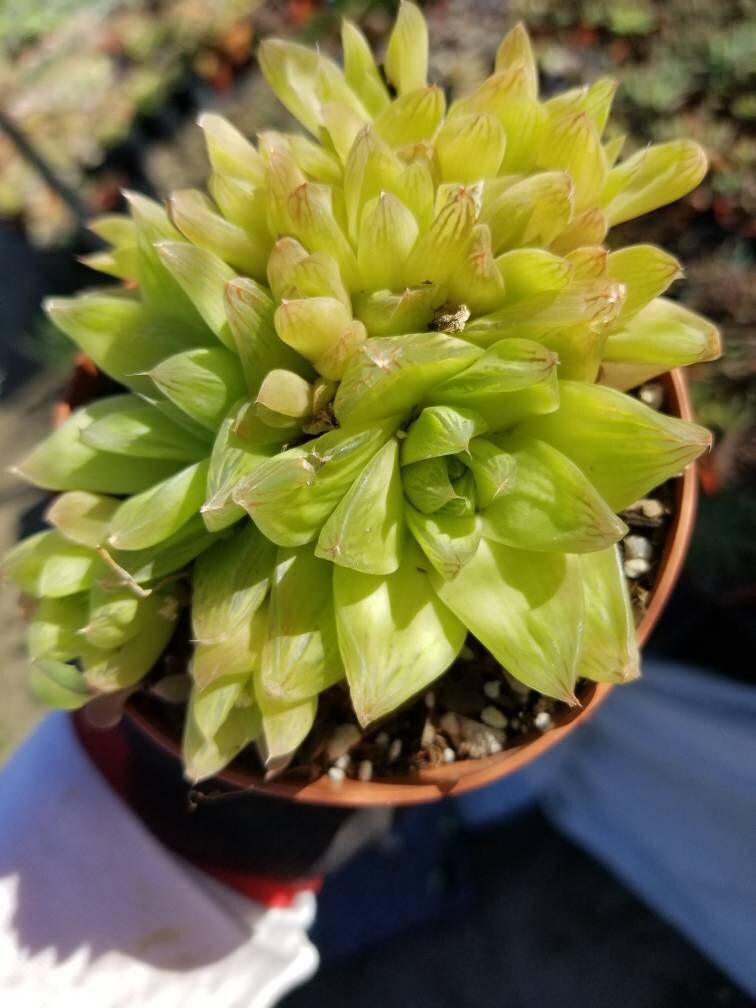 Haworthia Cymbiformis (4" pot) - Beaultiful Desert Plants 